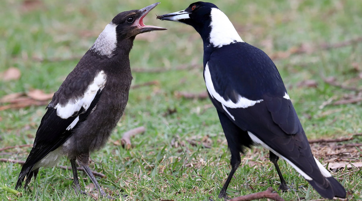 Swooping Season: How to Avoid Magpie Attacks While Cycling - Birds on Bikes