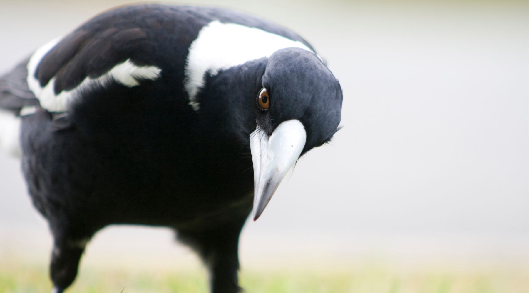Australian magpie protecting its nesting territory in spring