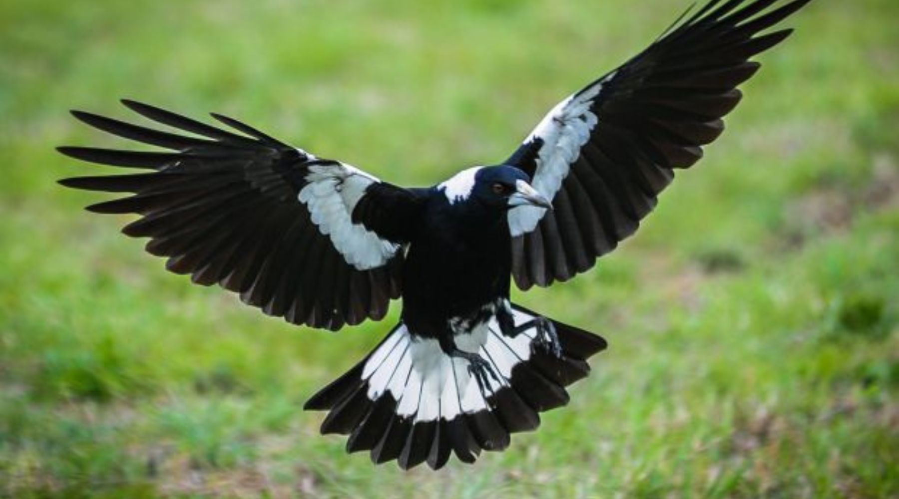 Magpie Swooping Season: How to Stay Safe While Cycling - Birds on Bikes